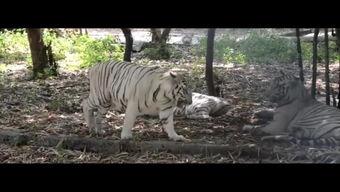 二虎在线视频国产,国货之光，引领潮流的国产视频盛宴